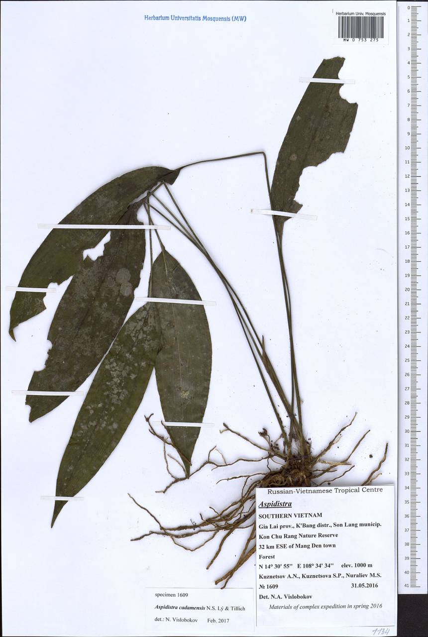 Aspidistra cadamensis N.S.Lý & Tillich, Зарубежная Азия (ASIA) (Вьетнам)