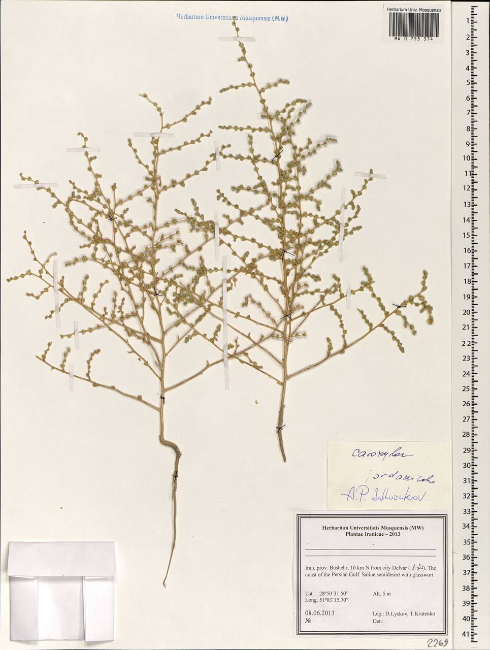 Caroxylon jordanicola (Eig) Akhani & Roalson, Зарубежная Азия (ASIA) (Иран)