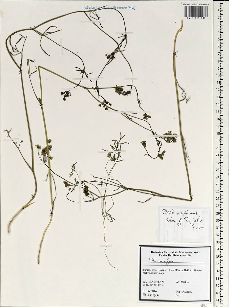 Буниум изящный (Fenzl) Freyn, Зарубежная Азия (ASIA) (Турция)