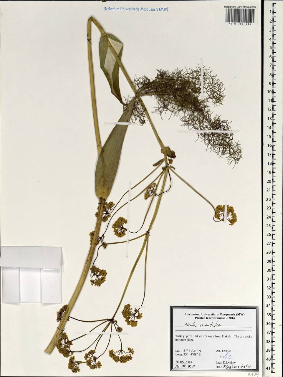 Ферула восточная L., Зарубежная Азия (ASIA) (Турция)