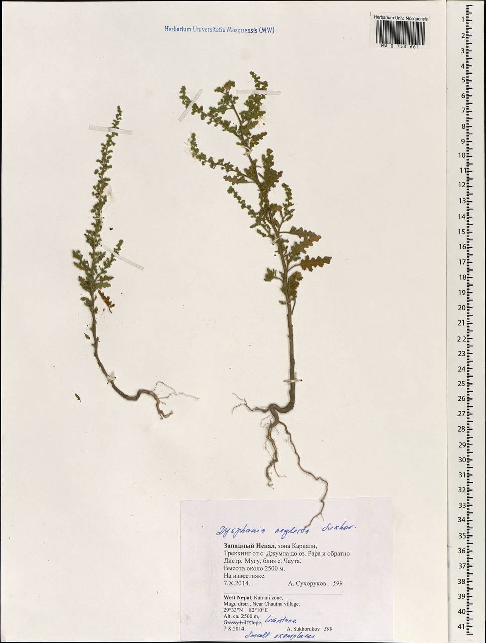 Dysphania neglecta Sukhor., Зарубежная Азия (ASIA) (Непал)