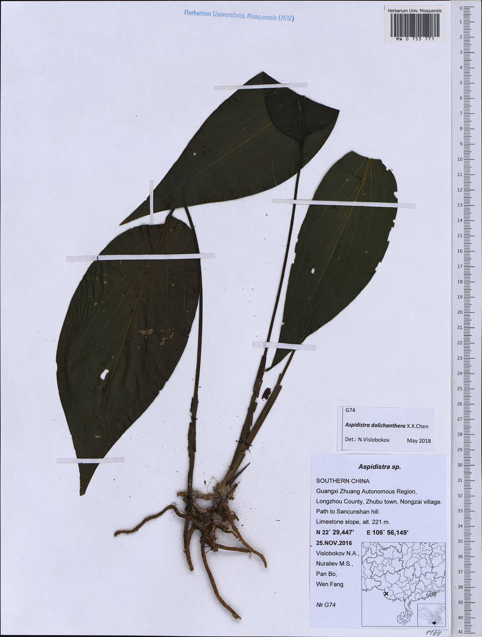 Aspidistra dolichanthera X.X.Chen, Зарубежная Азия (ASIA) (КНР)