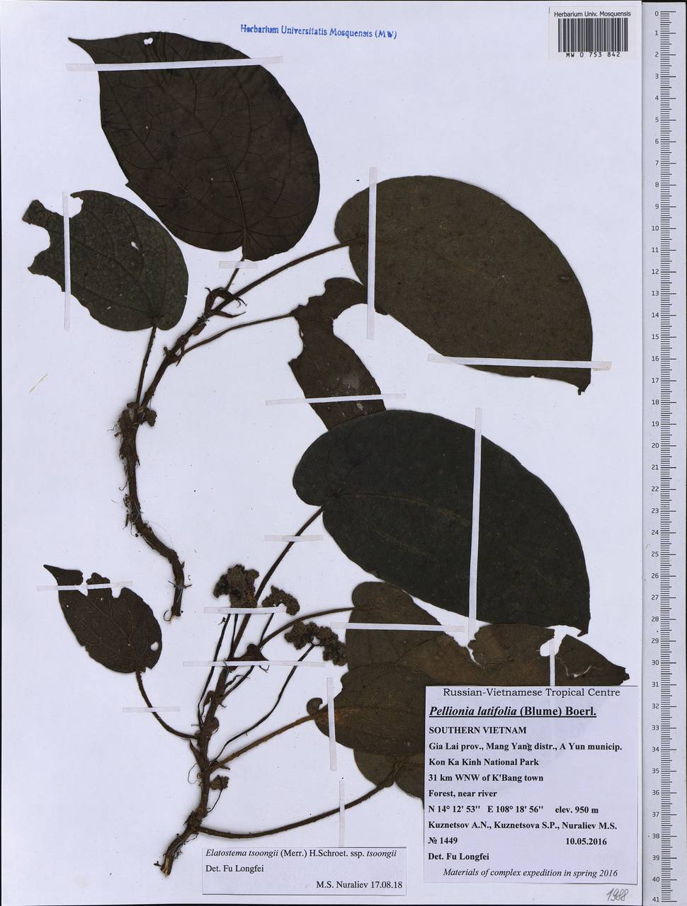Elatostema latifolium (Blume) Blume ex H. Schroet., Зарубежная Азия (ASIA) (Вьетнам)