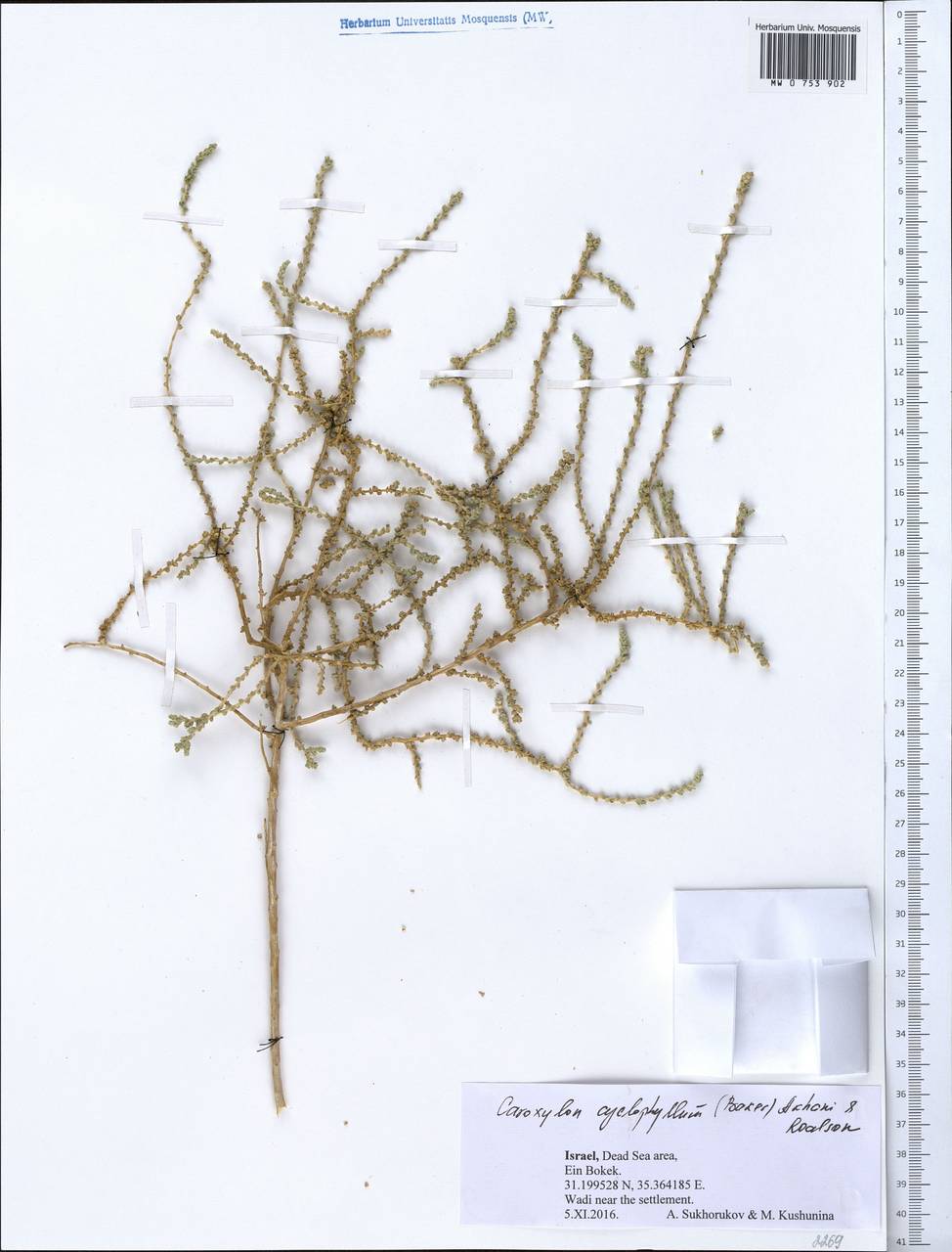 Caroxylon cyclophyllum (Baker) Akhani & Roalson, Зарубежная Азия (ASIA) (Израиль)