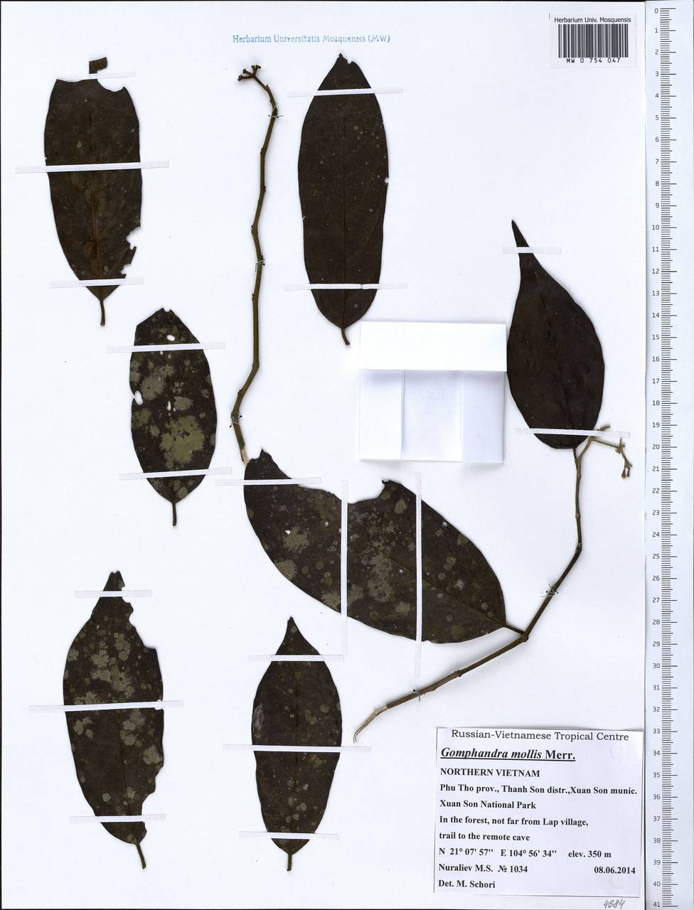 Gomphandra mollis Merr., Зарубежная Азия (ASIA) (Вьетнам)