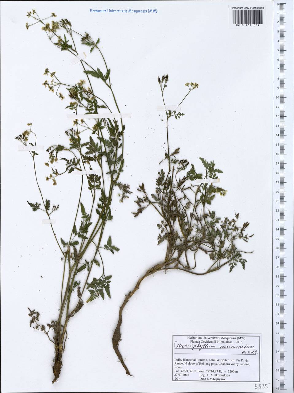 Chaerophyllum reflexum Lindl., Зарубежная Азия (ASIA) (Индия)