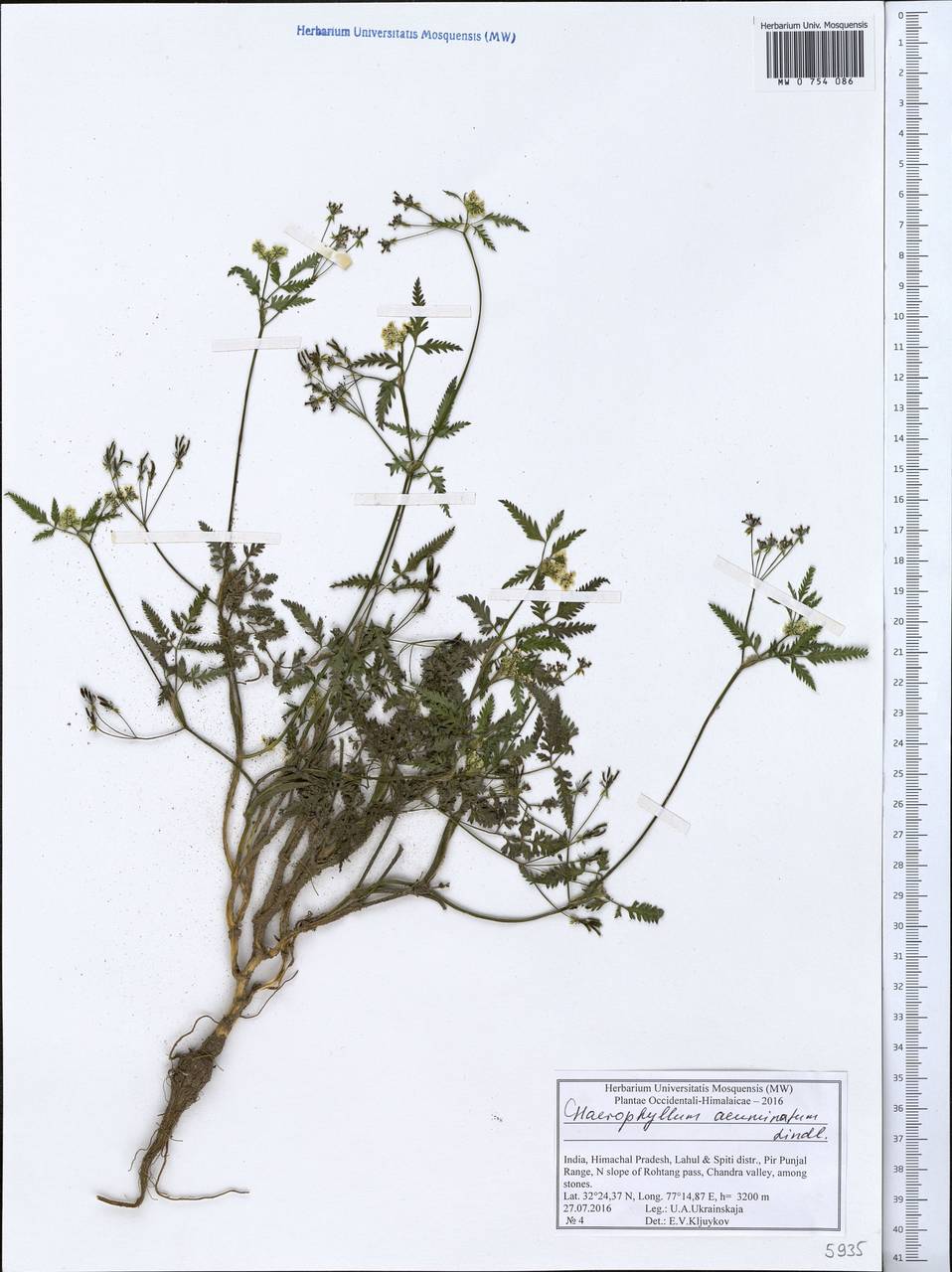 Chaerophyllum reflexum Lindl., Зарубежная Азия (ASIA) (Индия)