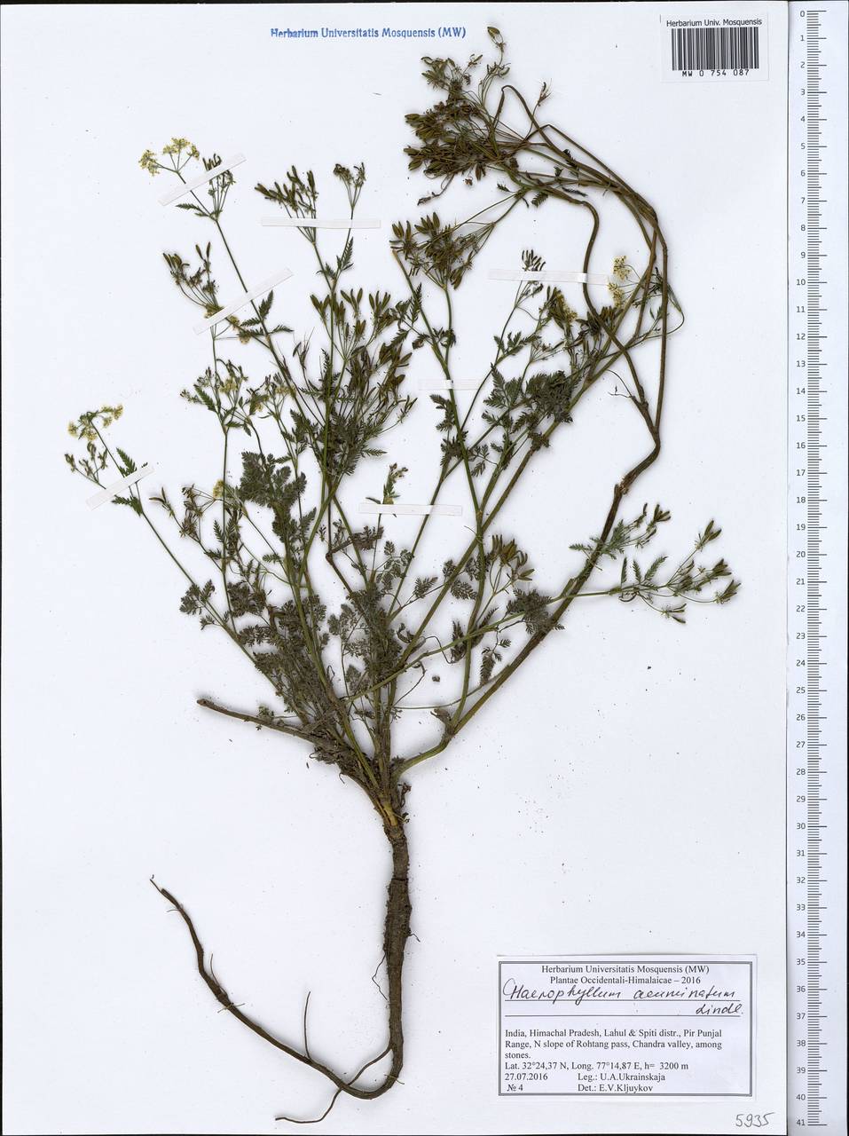 Chaerophyllum reflexum Lindl., Зарубежная Азия (ASIA) (Индия)