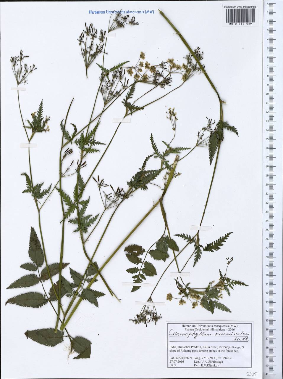 Chaerophyllum reflexum Lindl., Зарубежная Азия (ASIA) (Индия)
