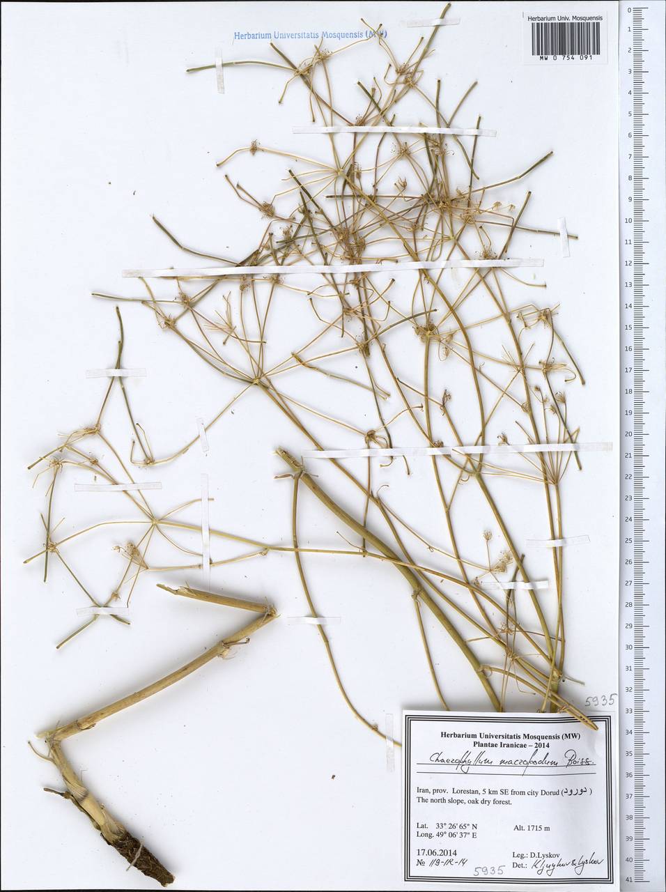 Chaerophyllum macropodum Boiss., Зарубежная Азия (ASIA) (Иран)