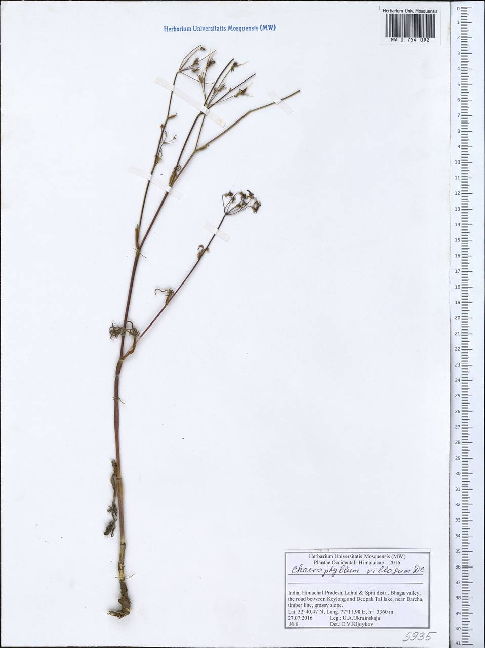 Chaerophyllum villosum Wall. ex DC., Зарубежная Азия (ASIA) (Индия)