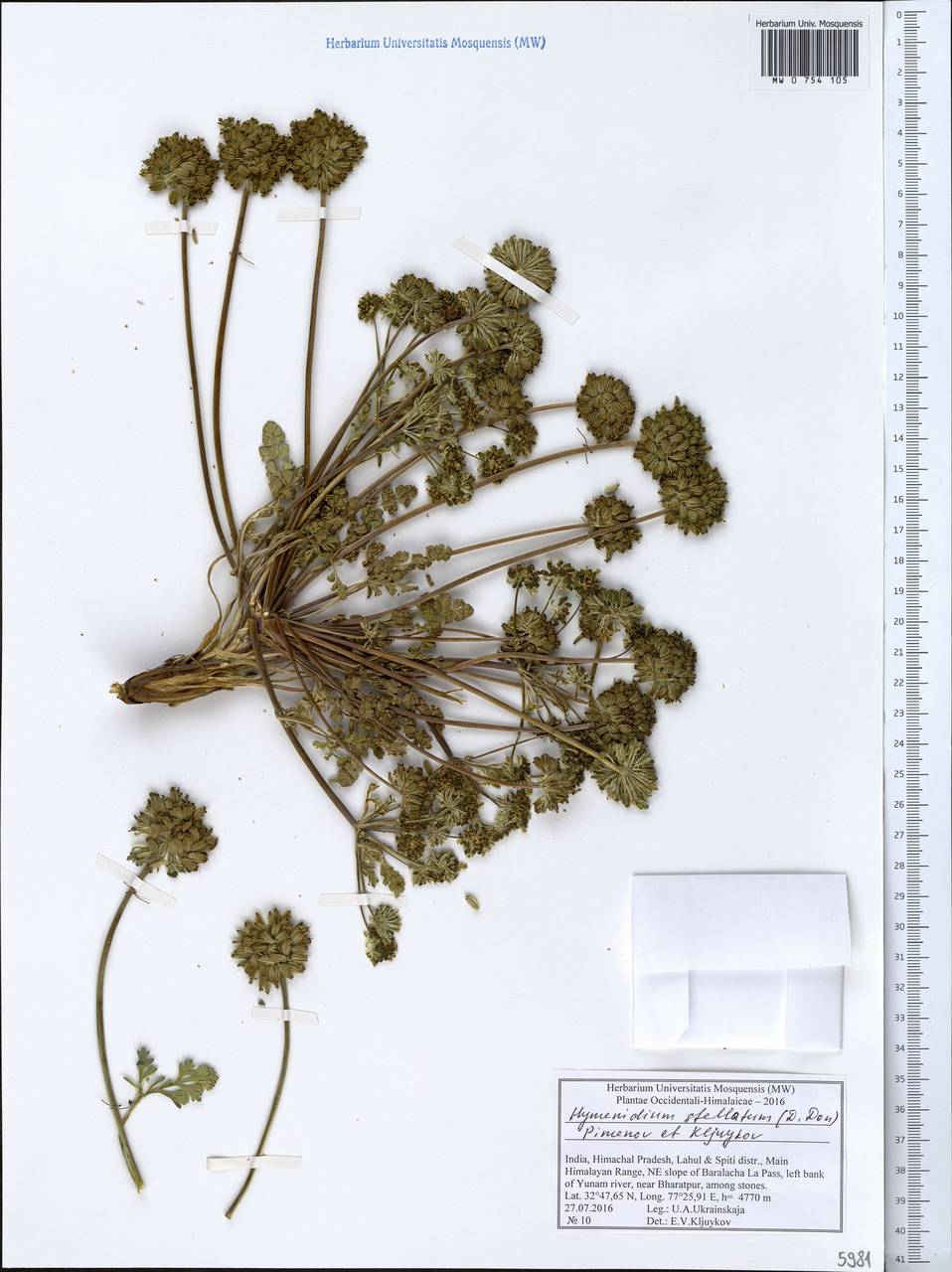 Hymenidium stellatum (D.Don) Pimenov & Kljuykov, Зарубежная Азия (ASIA) (Индия)