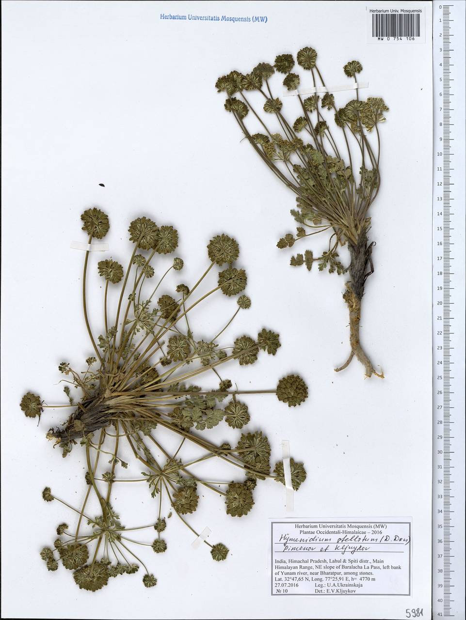 Hymenidium stellatum (D.Don) Pimenov & Kljuykov, Зарубежная Азия (ASIA) (Индия)
