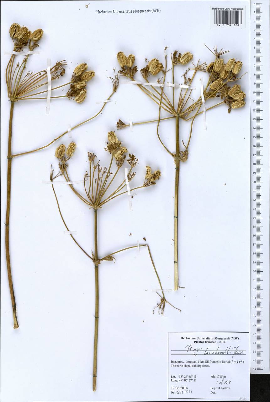 Prangos asperula subsp. haussknechtii (Boiss.) Herrnst. & Heyn, Зарубежная Азия (ASIA) (Иран)