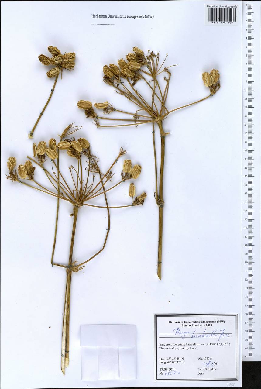 Prangos asperula subsp. haussknechtii (Boiss.) Herrnst. & Heyn, Зарубежная Азия (ASIA) (Иран)