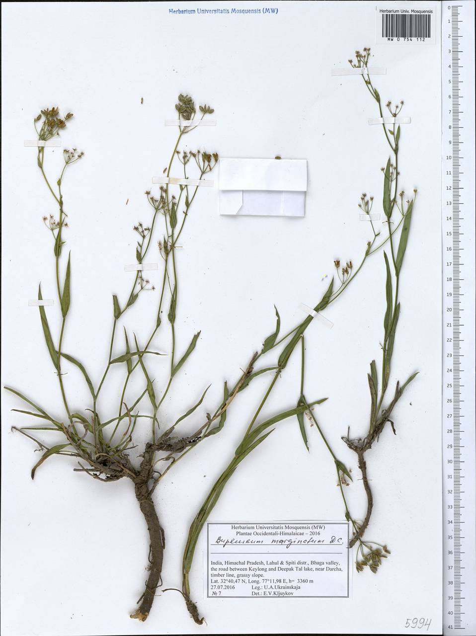 Bupleurum marginatum Wall. ex DC., Зарубежная Азия (ASIA) (Индия)