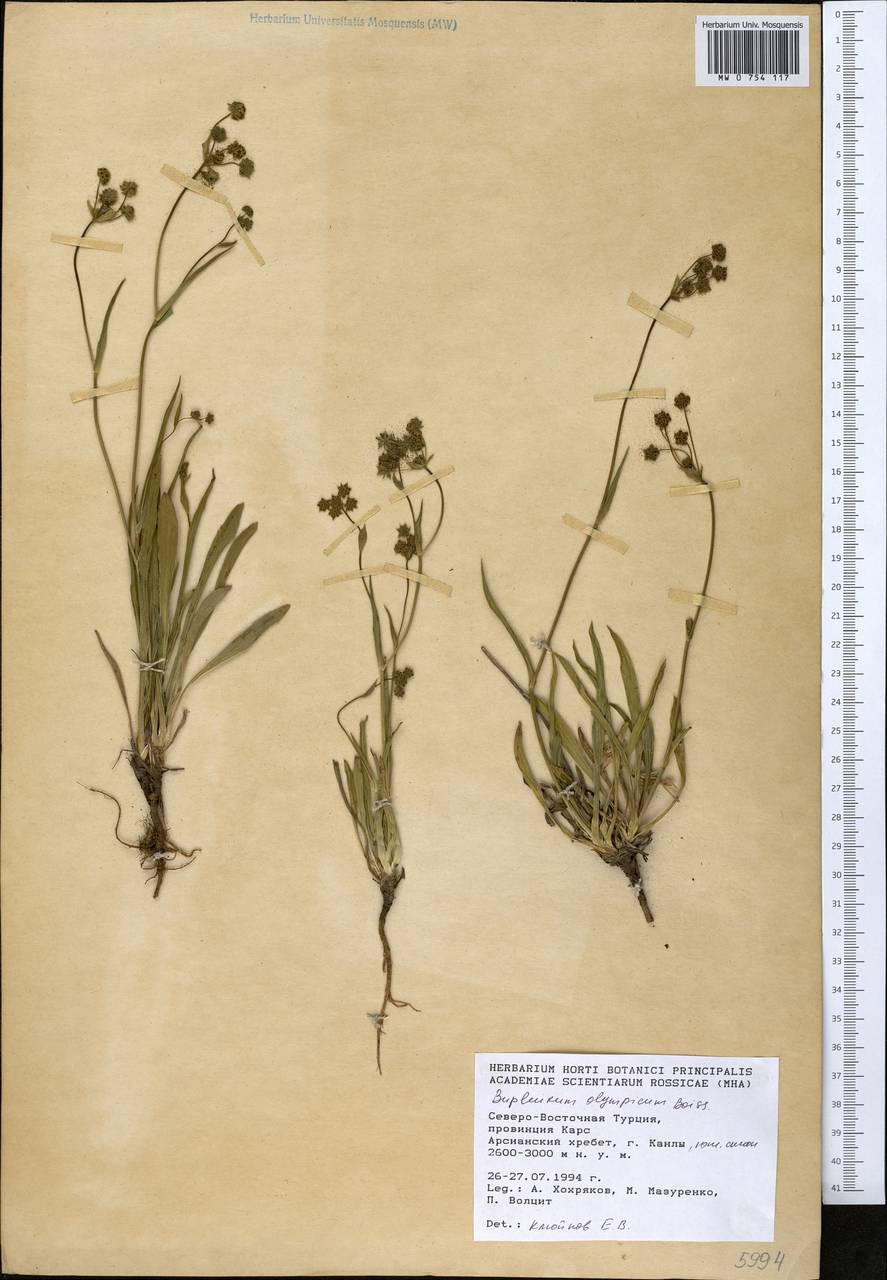 Bupleurum persicum Boiss., Зарубежная Азия (ASIA) (Турция)