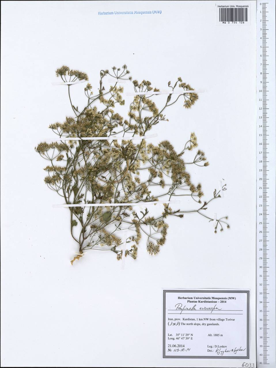 Бедренец шерстистоплодный Banks & Sol., Зарубежная Азия (ASIA) (Иран)