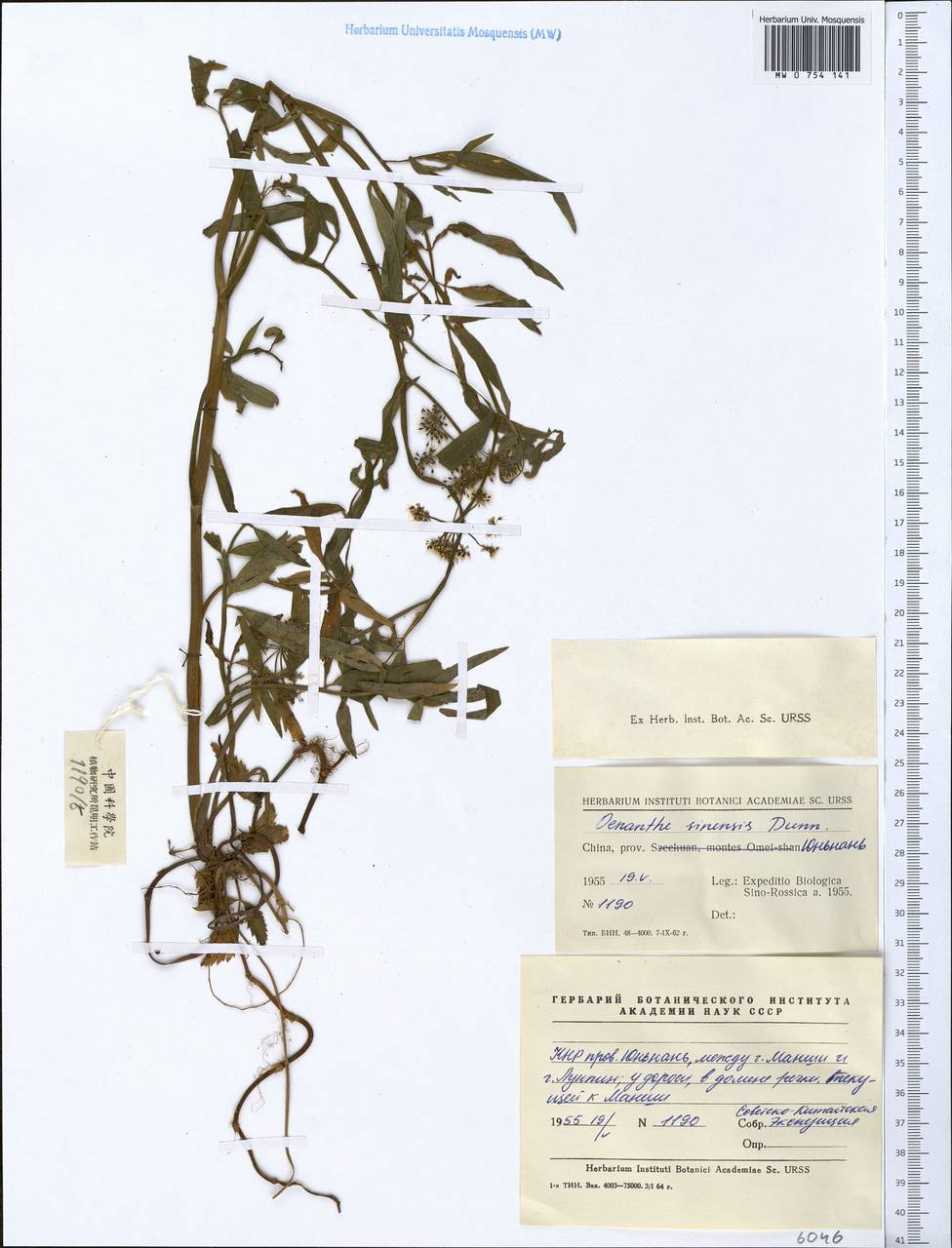 Oenanthe linearis Wall., Зарубежная Азия (ASIA) (КНР)