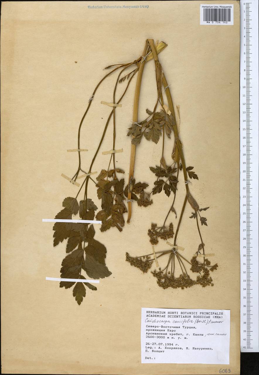 Selinum ponticum (Boiss.) Hand, Зарубежная Азия (ASIA) (Турция)