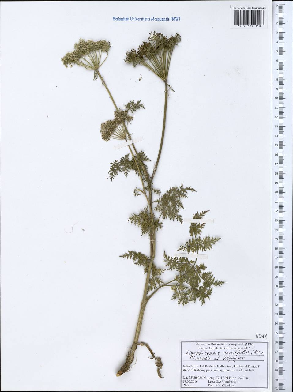 Ligusticopsis wallichiana (DC.) Pimenov & Kljuykov, Зарубежная Азия (ASIA) (Индия)