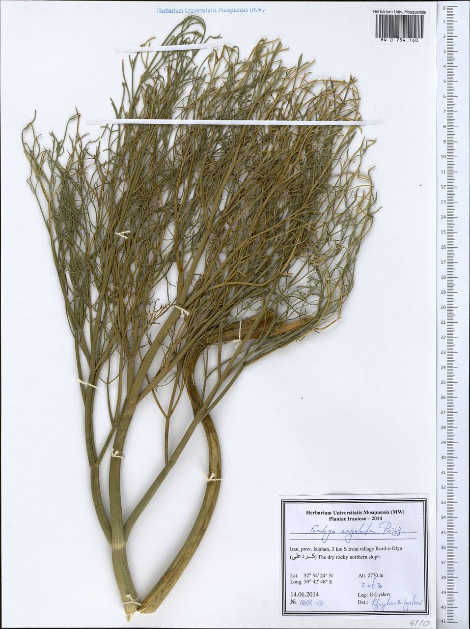 Ferulago angulata (Schltdl.) Boiss., Зарубежная Азия (ASIA) (Иран)