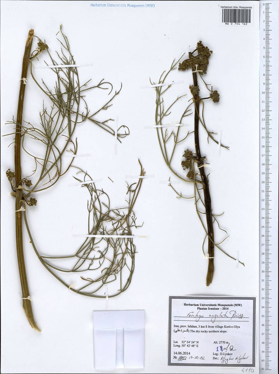 Ferulago angulata (Schltdl.) Boiss., Зарубежная Азия (ASIA) (Иран)