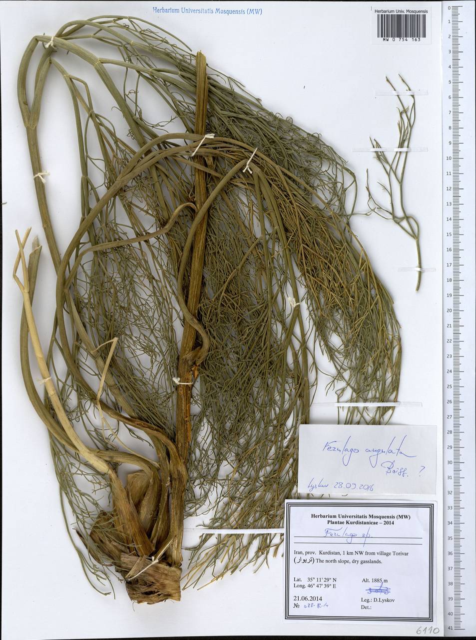 Ferulago angulata (Schltdl.) Boiss., Зарубежная Азия (ASIA) (Иран)