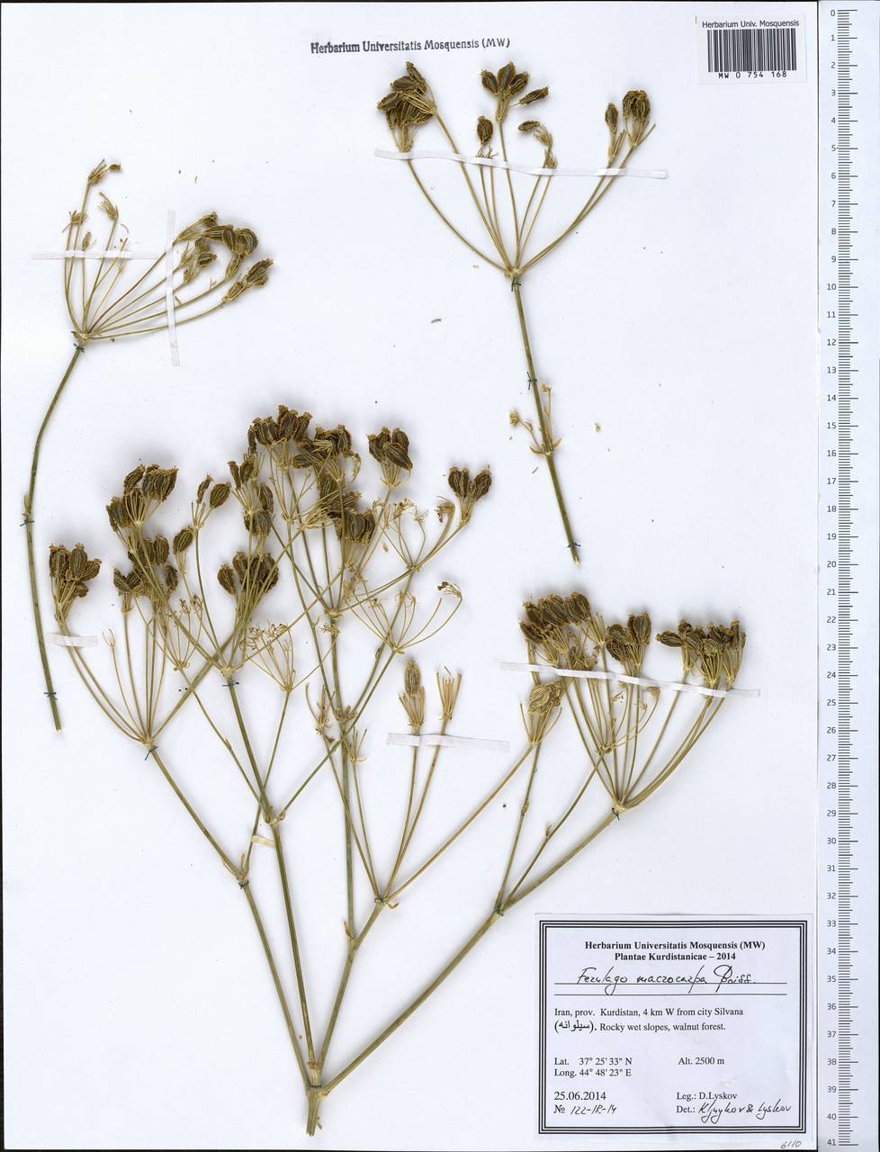 Ferulago macrocarpa (Fenzl) Boiss., Зарубежная Азия (ASIA) (Иран)