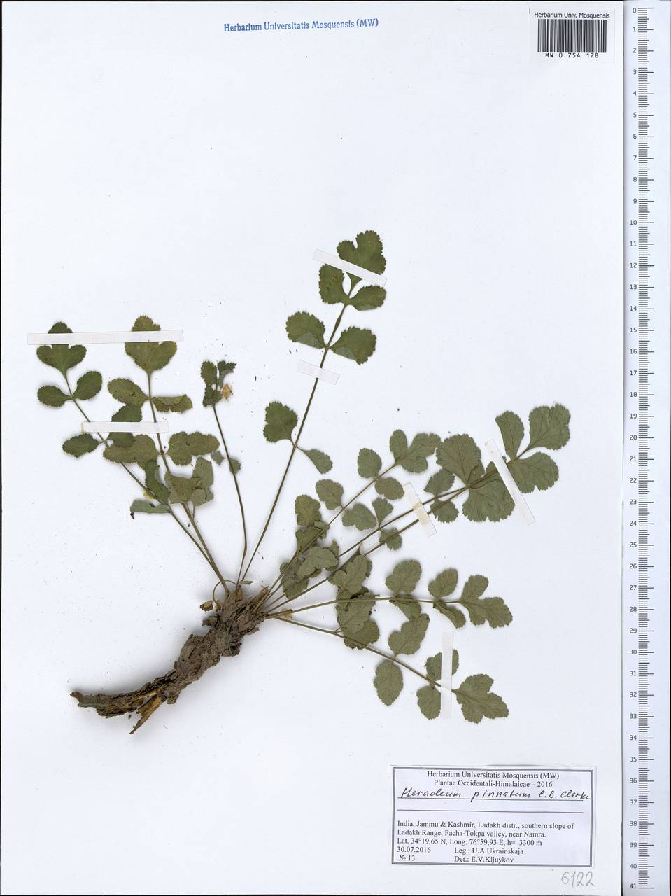 Tetrataenium pinnatum (C. B. Clarke) Manden., Зарубежная Азия (ASIA) (Индия)
