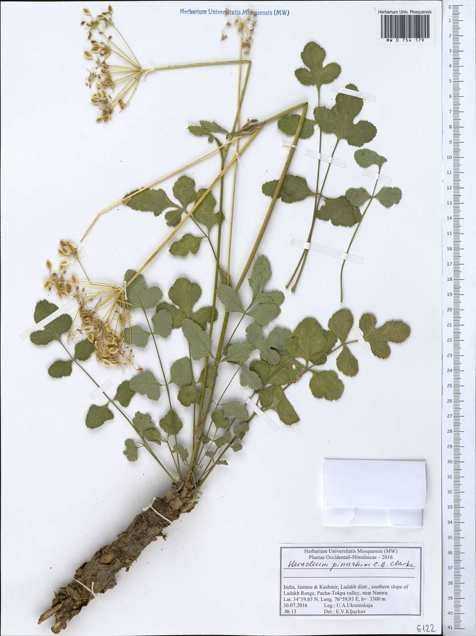 Tetrataenium pinnatum (C. B. Clarke) Manden., Зарубежная Азия (ASIA) (Индия)