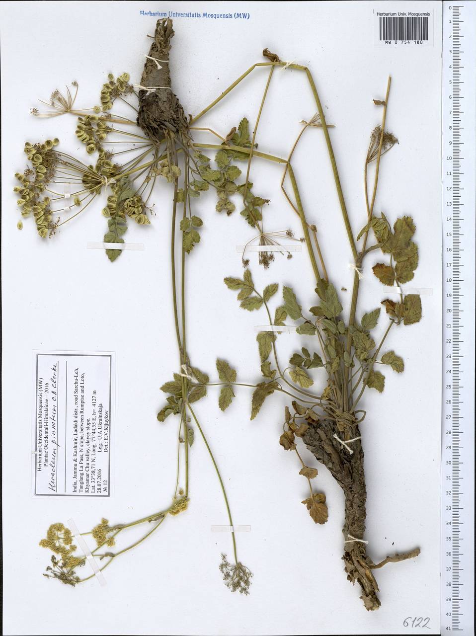 Tetrataenium pinnatum (C. B. Clarke) Manden., Зарубежная Азия (ASIA) (Индия)