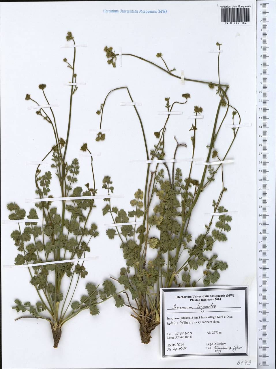 Semenovia tragioides (Boiss.) Manden., Зарубежная Азия (ASIA) (Иран)