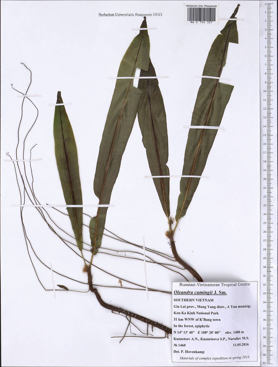 Oleandra cumingii J. Sm., Зарубежная Азия (ASIA) (Вьетнам)