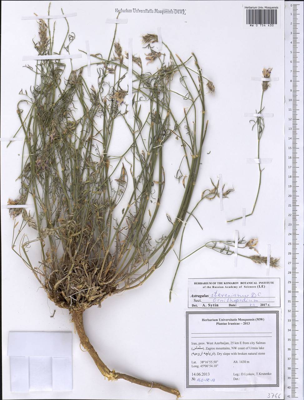 Астрагал Стевена DC., Зарубежная Азия (ASIA) (Иран)