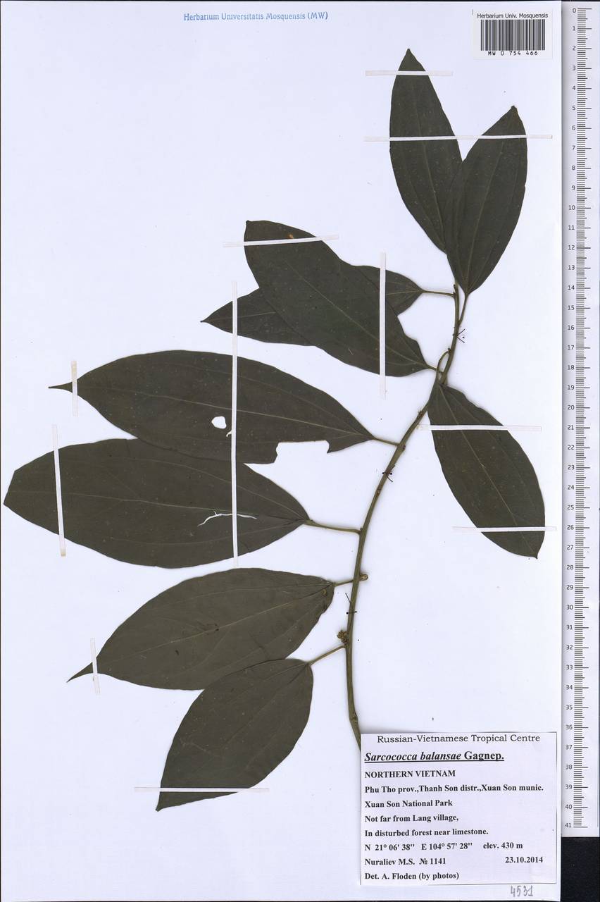 Sarcococca balansae Gagnep., Зарубежная Азия (ASIA) (Вьетнам)