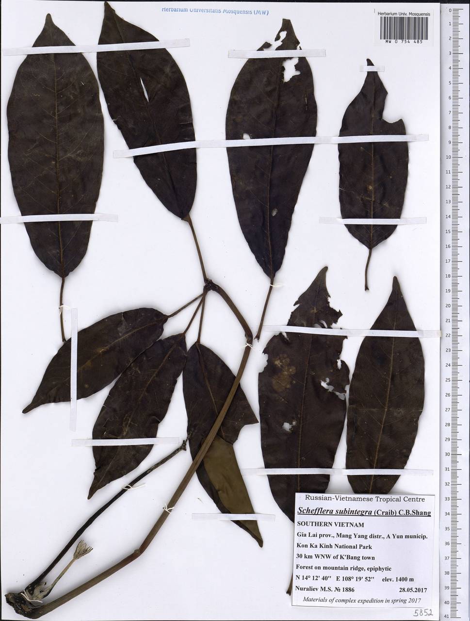 Heptapleurum subintegrum (Craib) G. M. Plunkett & Lowry, Зарубежная Азия (ASIA) (Вьетнам)