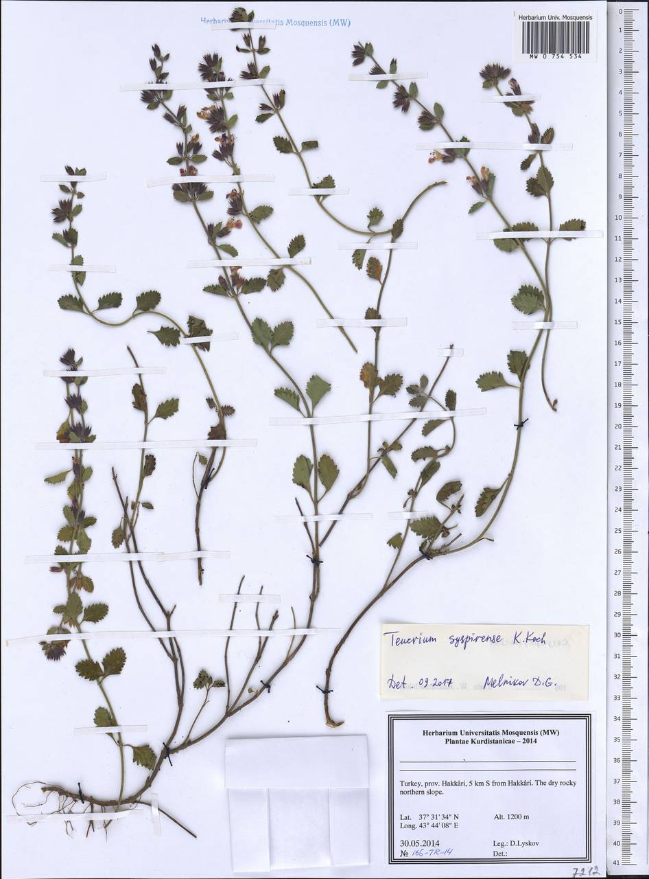 Дубровник испирский (K.Koch) Rech.f., Зарубежная Азия (ASIA) (Турция)