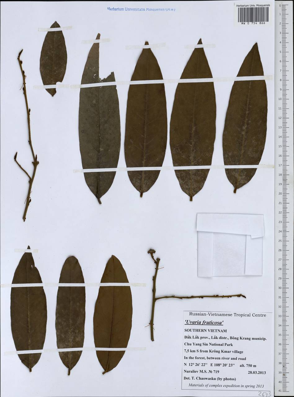 Uvaria lucida subsp. lucida, Зарубежная Азия (ASIA) (Вьетнам)