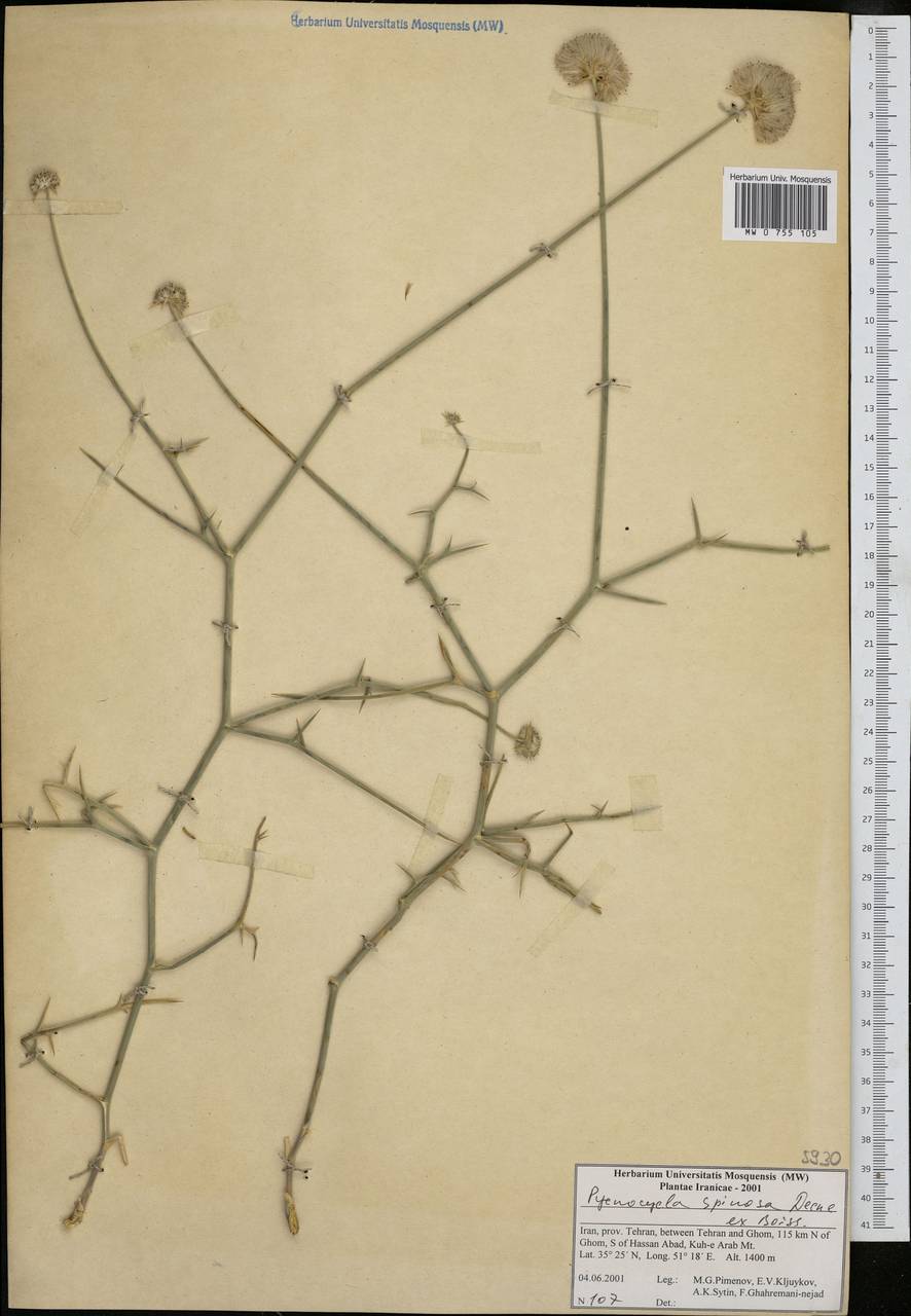 Pycnocycla spinosa Decne. ex Boiss., Зарубежная Азия (ASIA) (Иран)