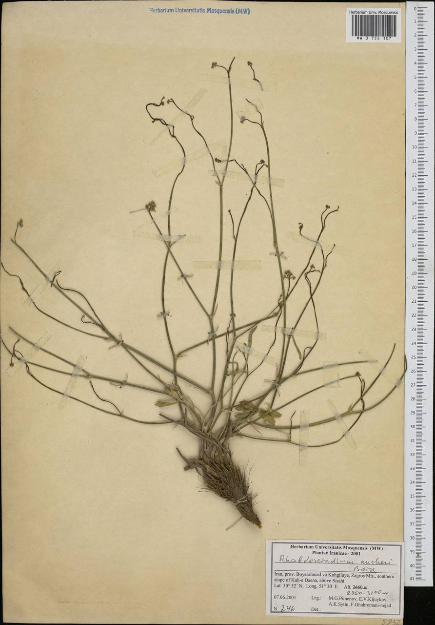 Rhabdosciadium aucheri Boiss., Зарубежная Азия (ASIA) (Иран)