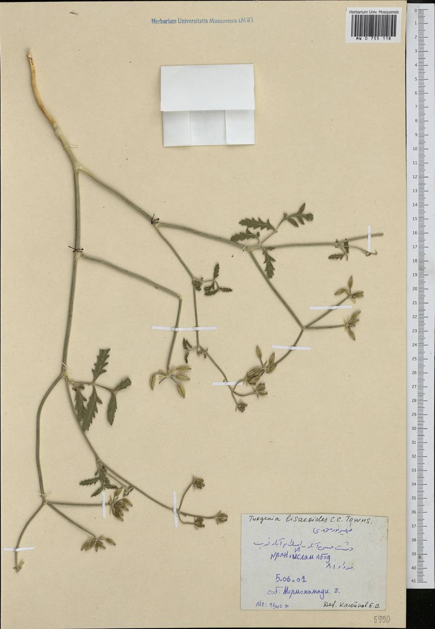 Turgenia lisaeoides C. C. Towns., Зарубежная Азия (ASIA) (Иран)