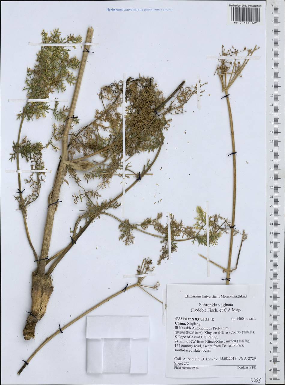 Шренкия влагалищная (Ledeb.) Fisch. & C. A. Mey., Зарубежная Азия (ASIA) (КНР)