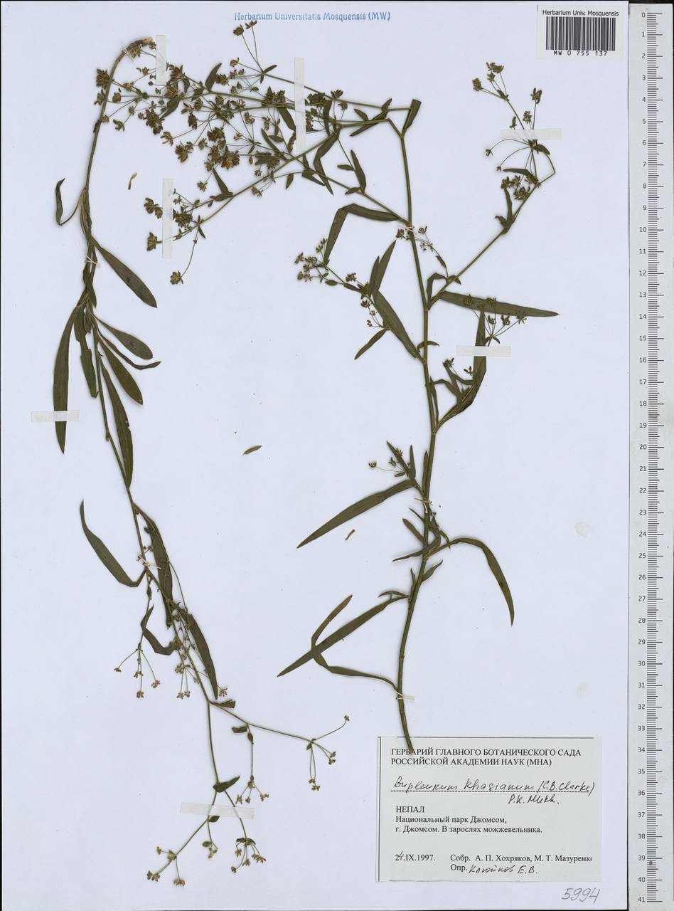 Bupleurum khasianum (C.B.Clarke) P.K.Mukh., Зарубежная Азия (ASIA) (Непал)