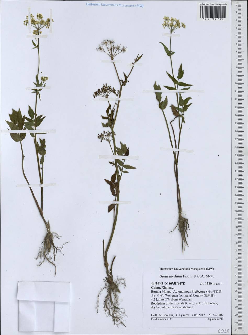 Поручейник средний Fisch. & C. A. Mey., Зарубежная Азия (ASIA) (КНР)