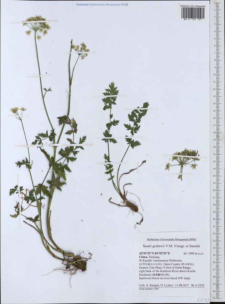 Seseli grubovii V.M.Vinogr. & Sanchir, Зарубежная Азия (ASIA) (КНР)