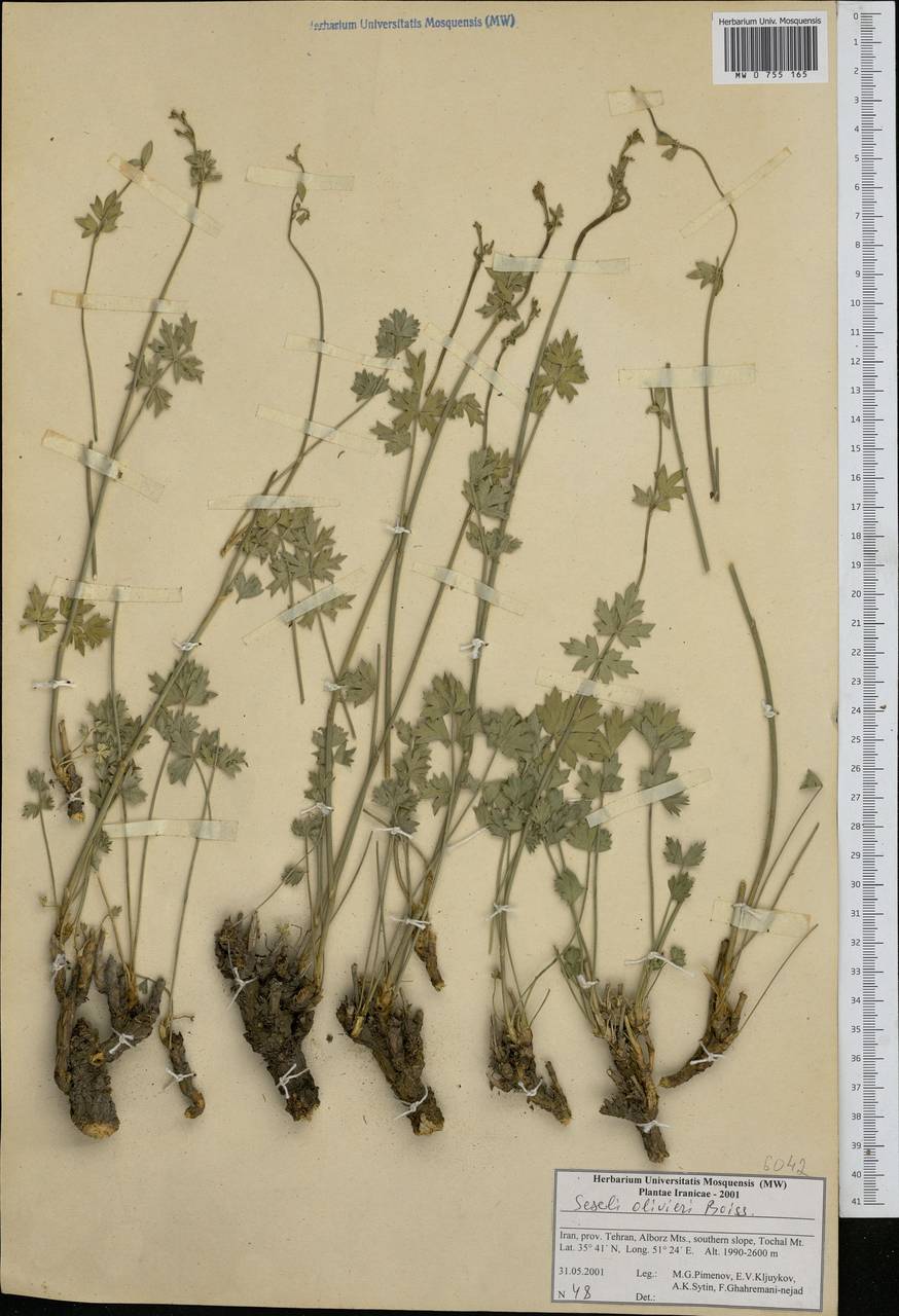 Seseli olivieri Boiss., Зарубежная Азия (ASIA) (Иран)
