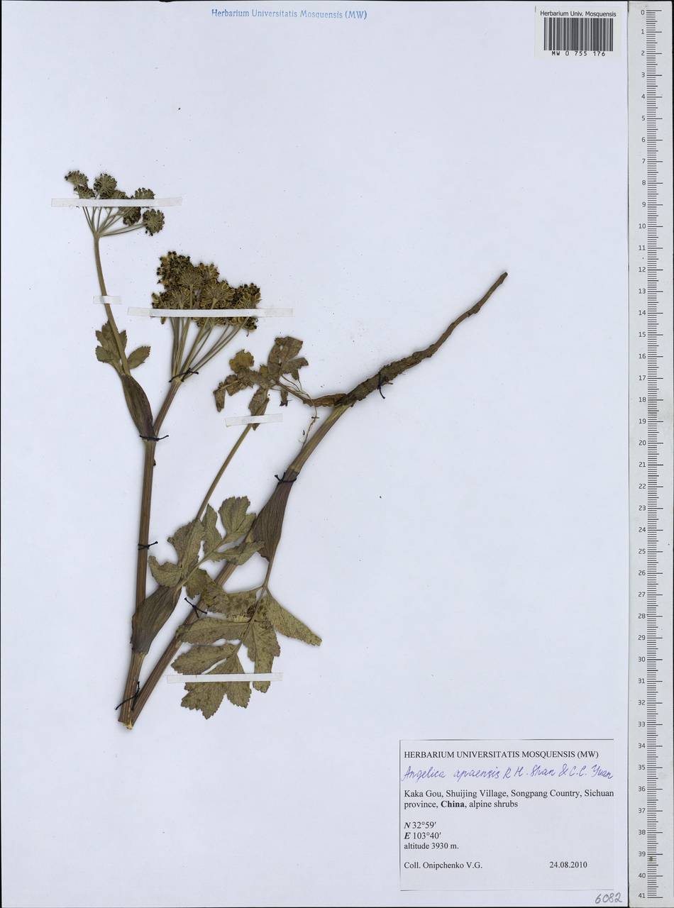 Angelica apaensis R.H.Shan & C.Q.Yuan, Зарубежная Азия (ASIA) (КНР)