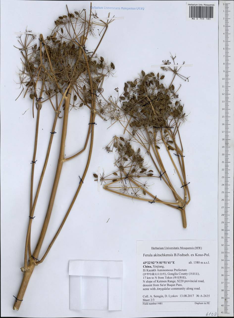 Ферула акичкенская B.Fedtsch. ex Koso-Pol., Зарубежная Азия (ASIA) (КНР)