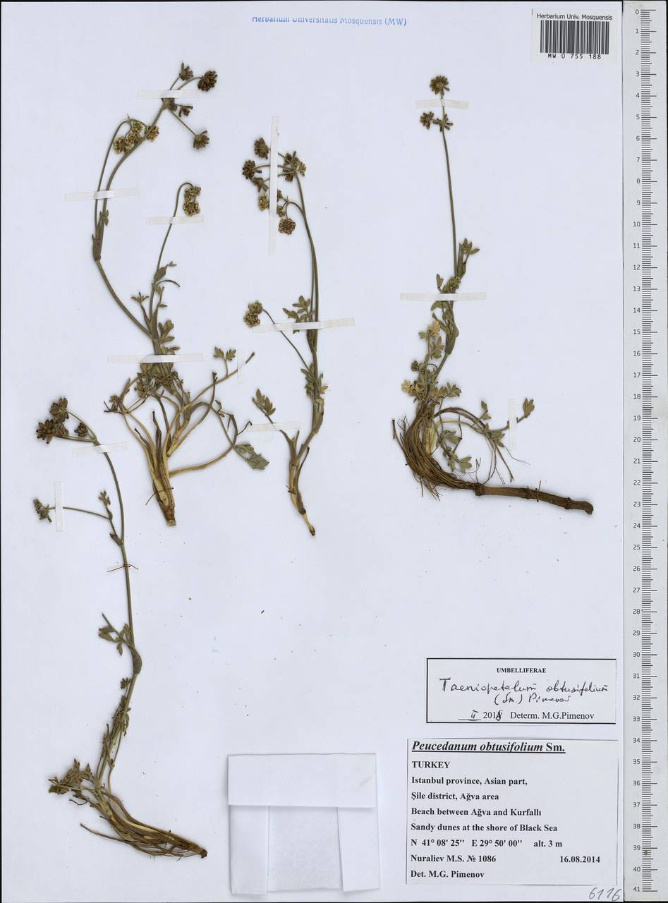 Taeniopetalum obtusifolium (Sibth. & Sm.) Pimenov, Зарубежная Азия (ASIA) (Турция)